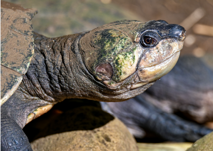 Erymnochelys madagascariensis