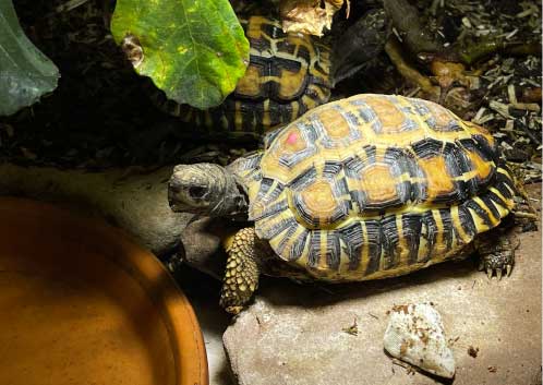Pyxis planicauda