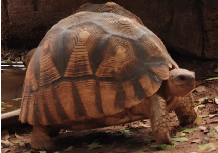Astrochelys yniphora