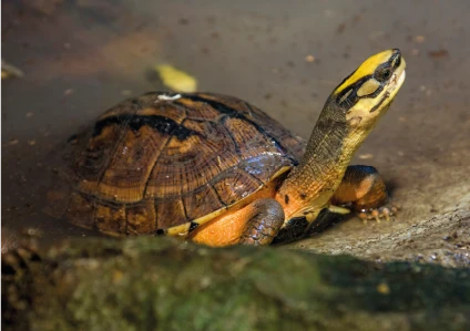 Cuora trifasciata