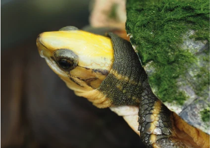 Cuora aurocapitata dabieshani
