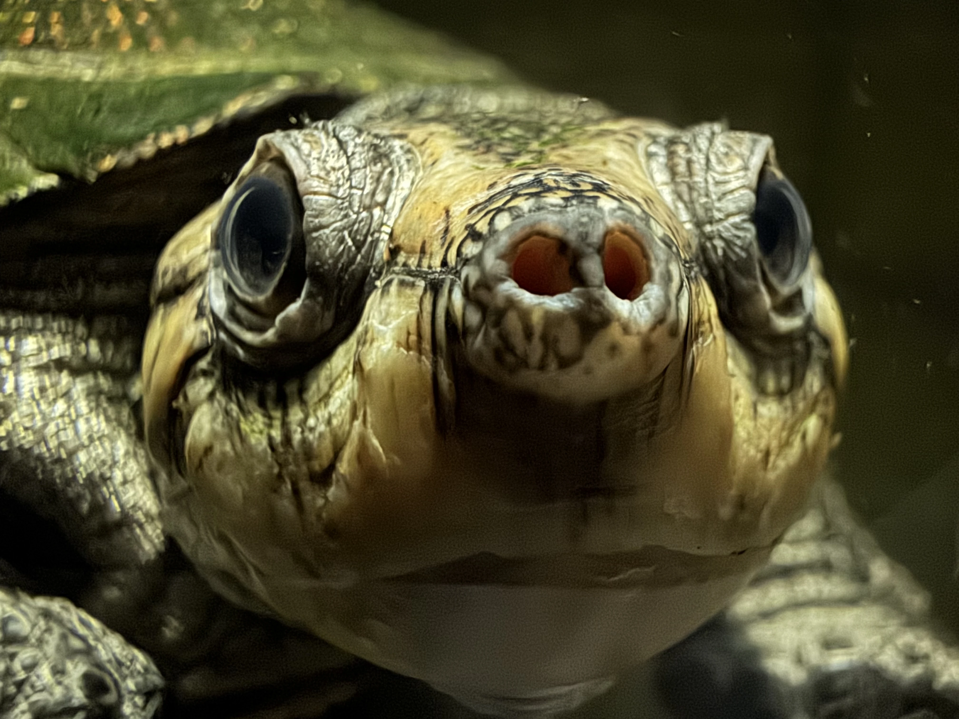 Erymnochelys madagascariensis