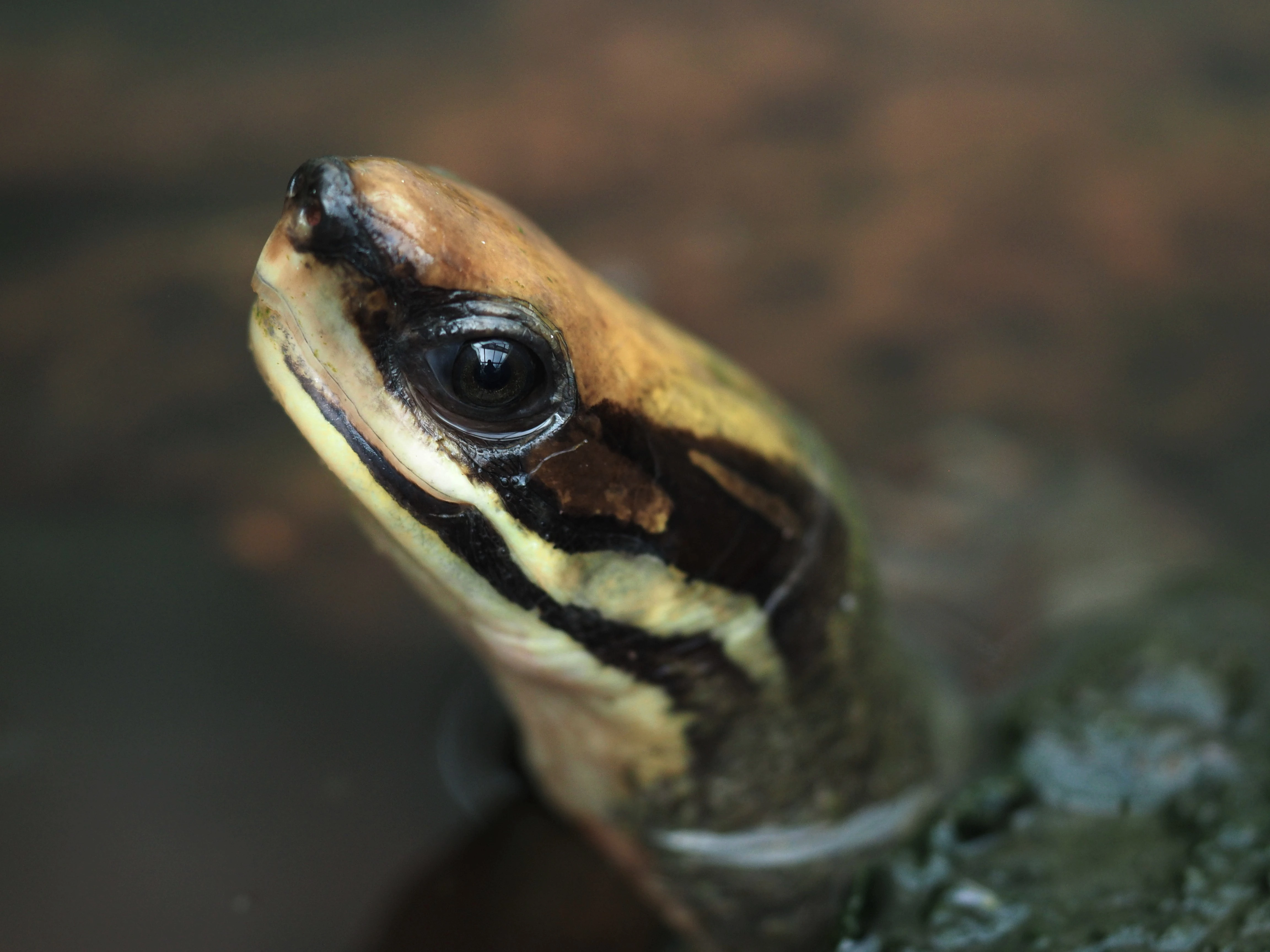 Cuora cyclornata meieri