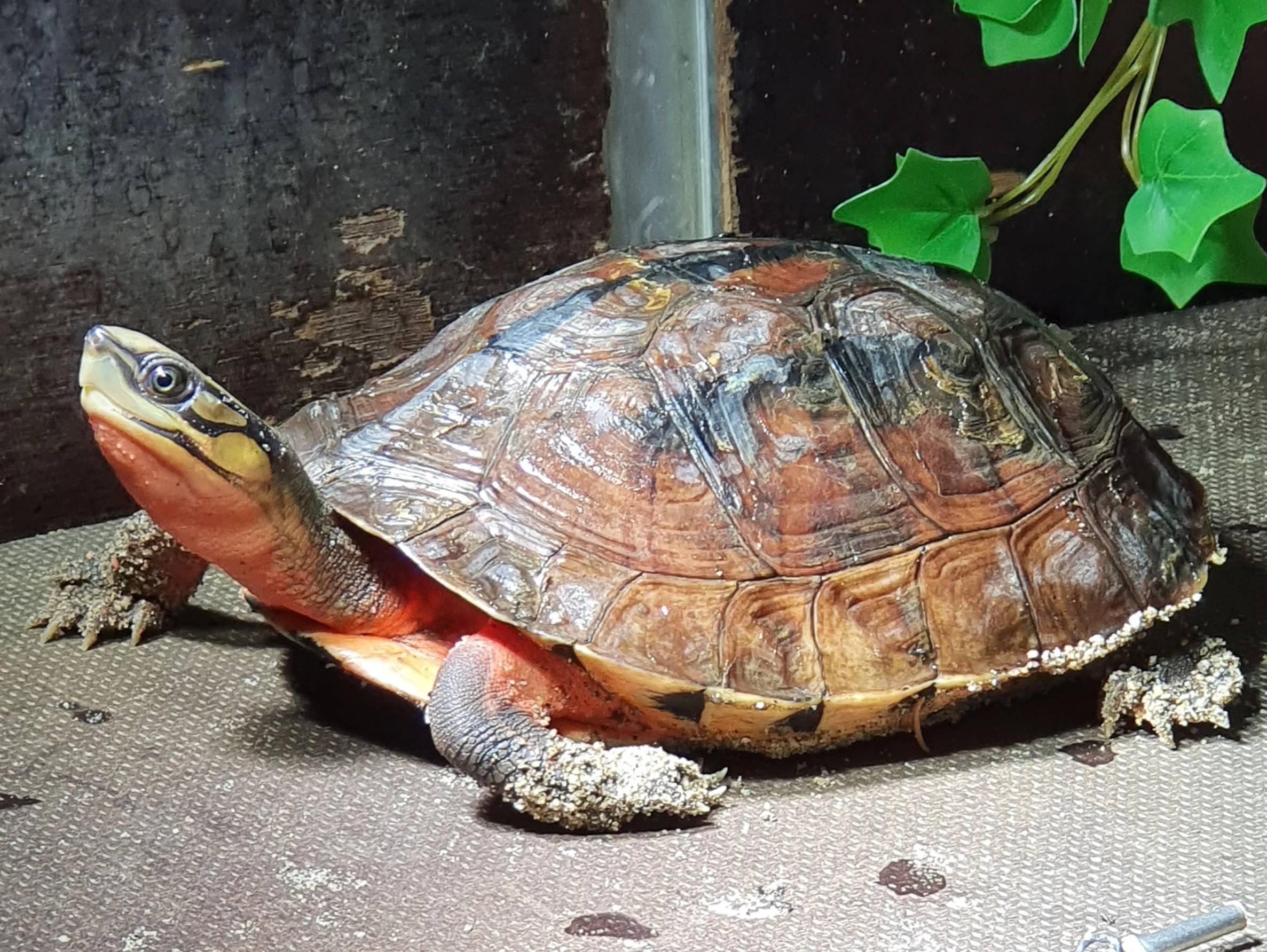 Cuora cyclornata annamitica