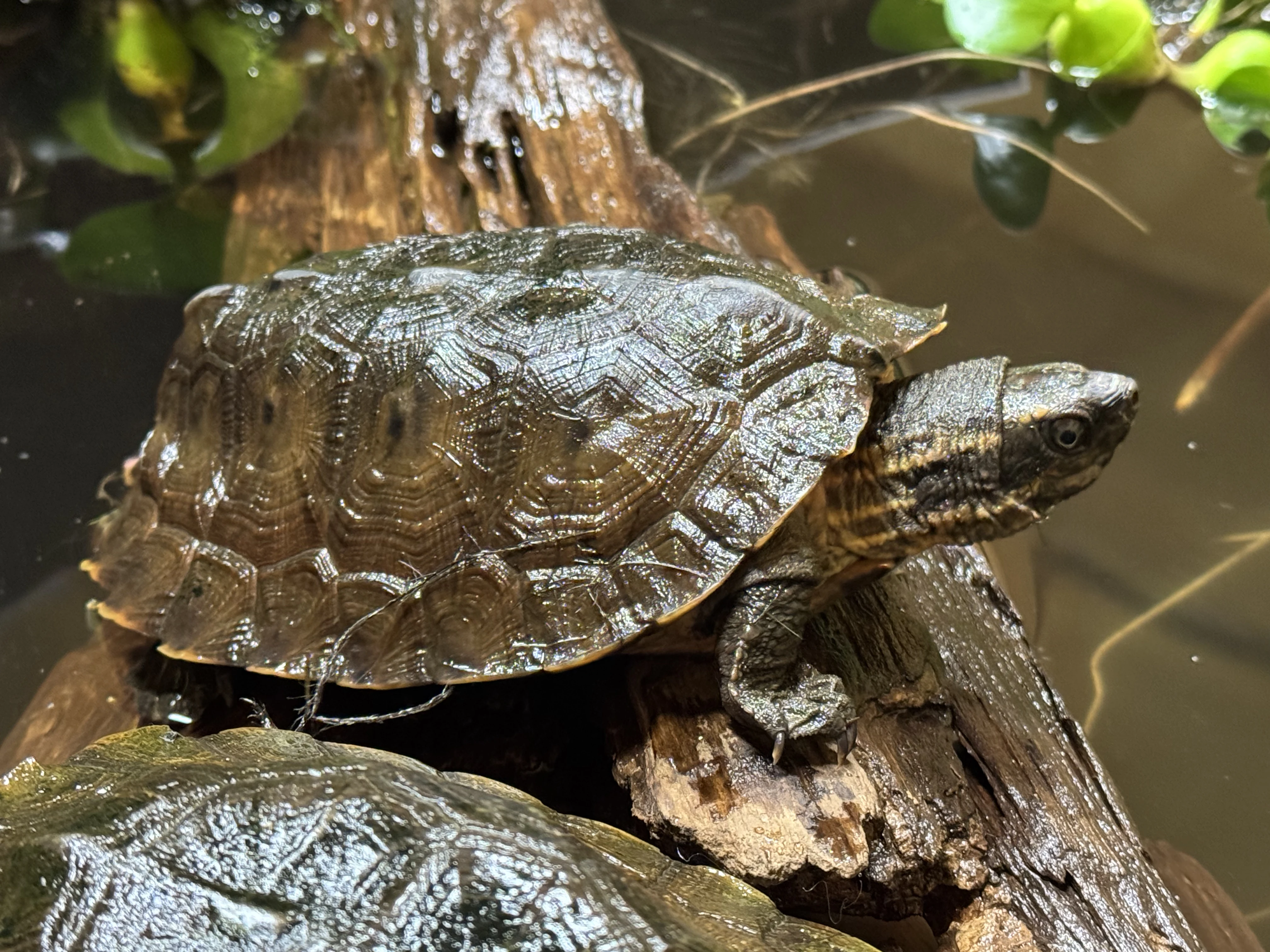 Notochelys platynota