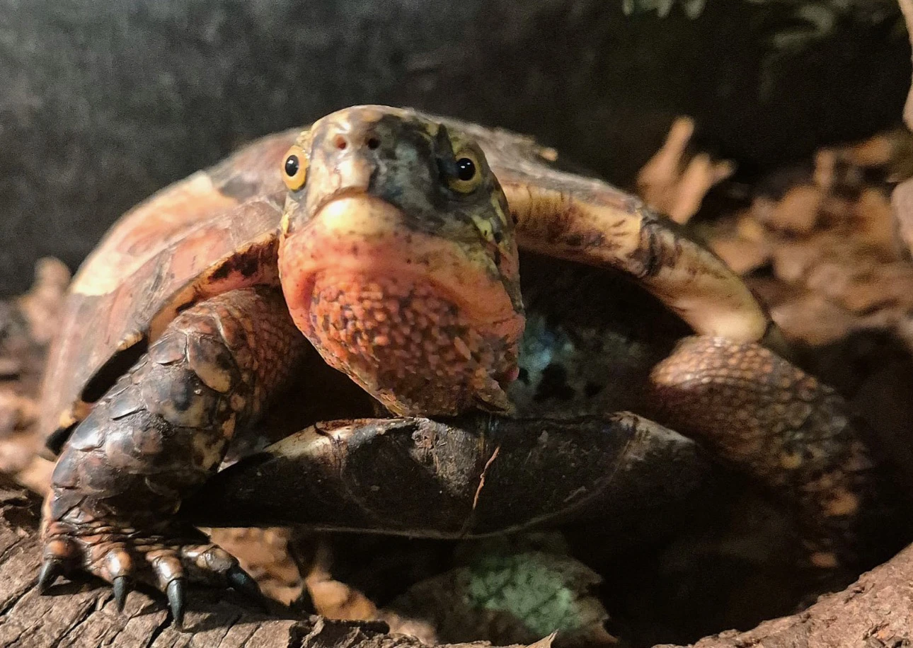 Cuora galbinifrons
