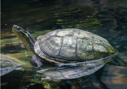 Mauremys annamensis