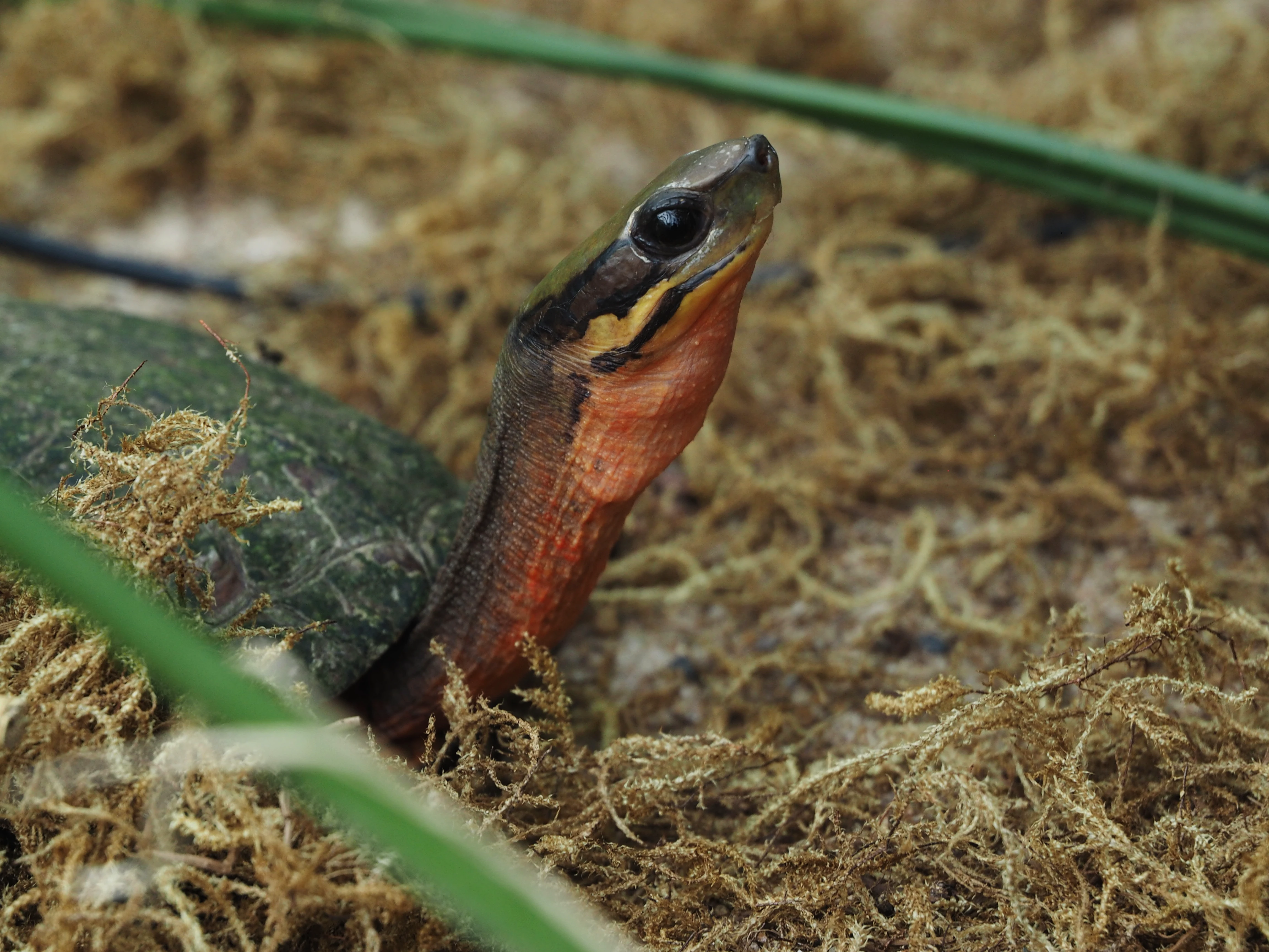 Cuora cyclornata cyclornata