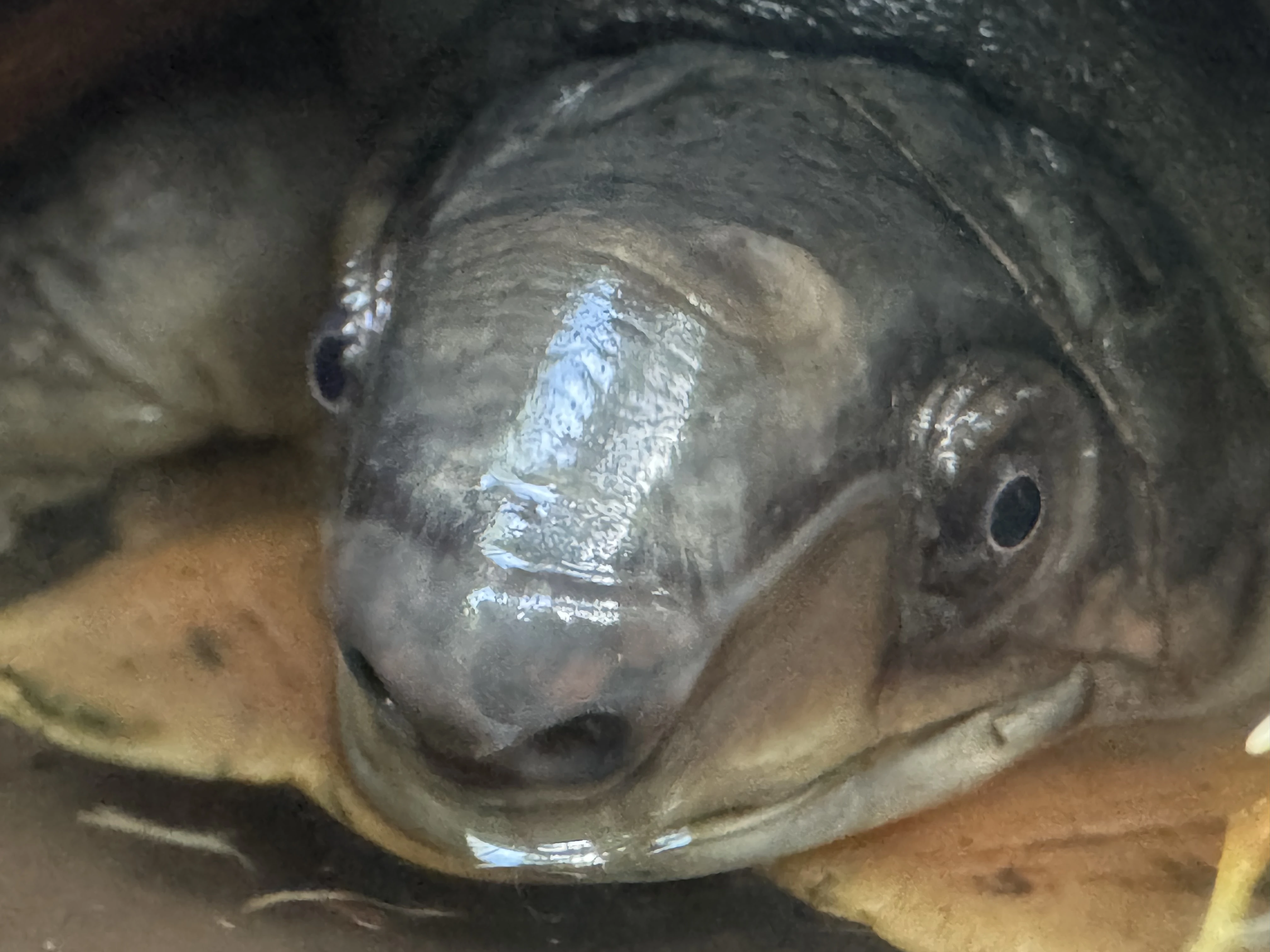 Siebenrockiella leytensis