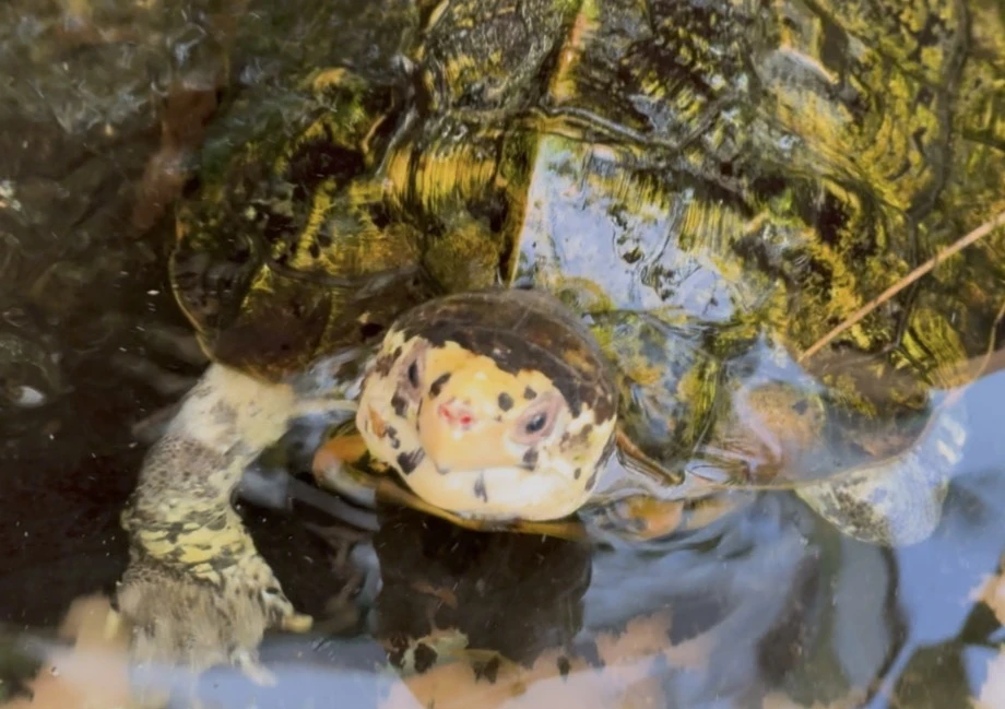 Leucocephalon yuwonoi