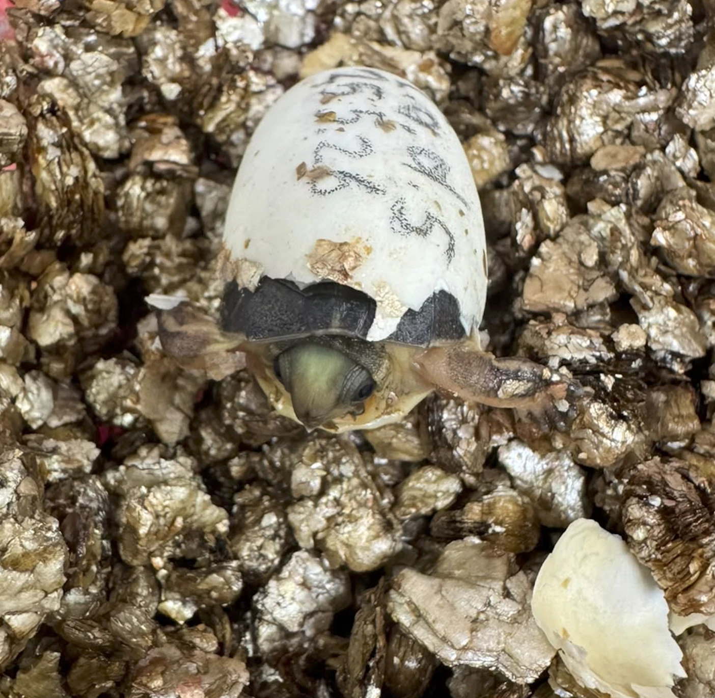 Cuora aurocapitata dabieshani