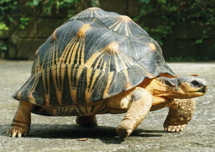 Astrochelys radiata