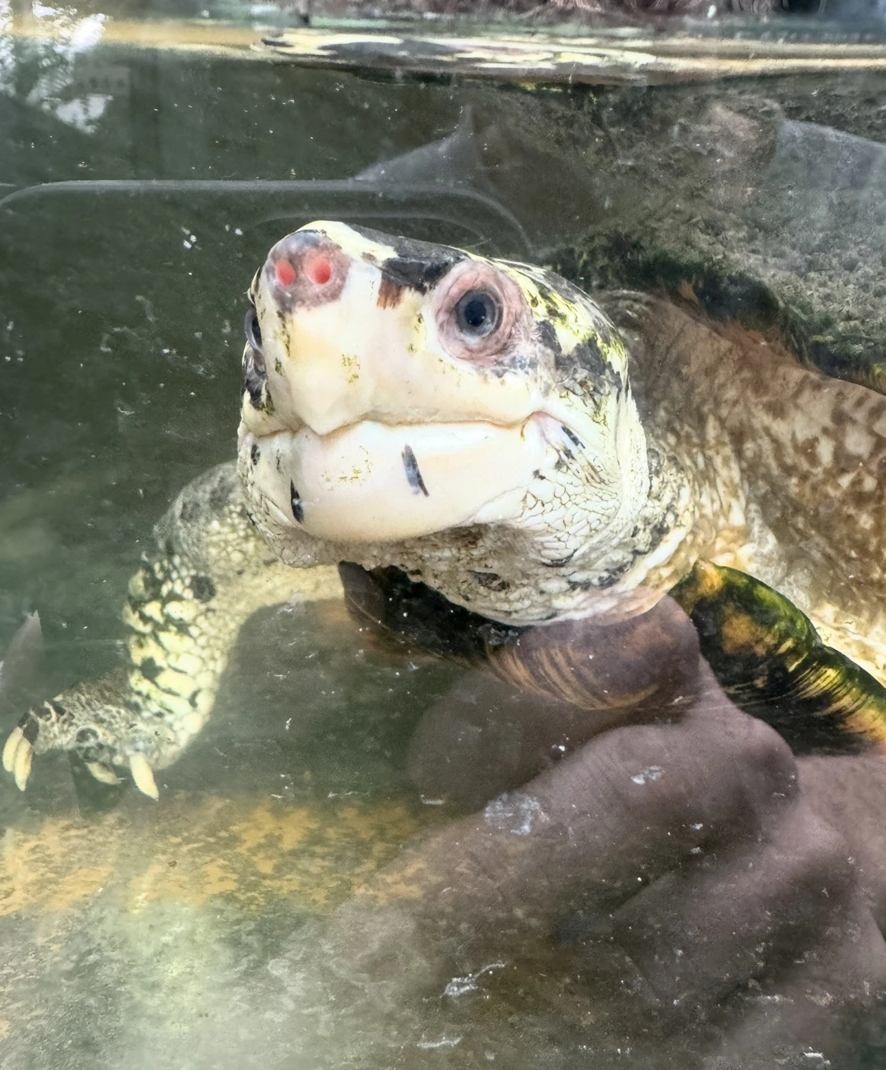 Leucocephalon yuwonoi