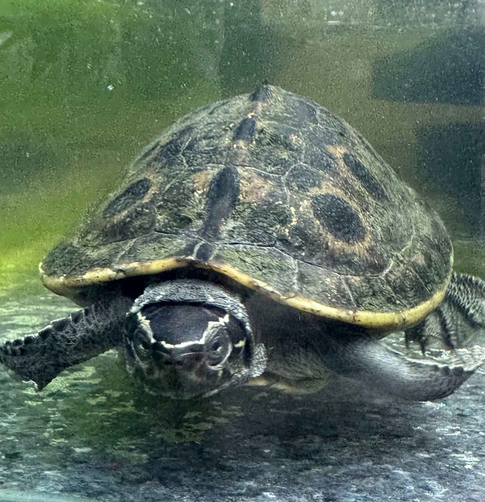 Morenia ocellata