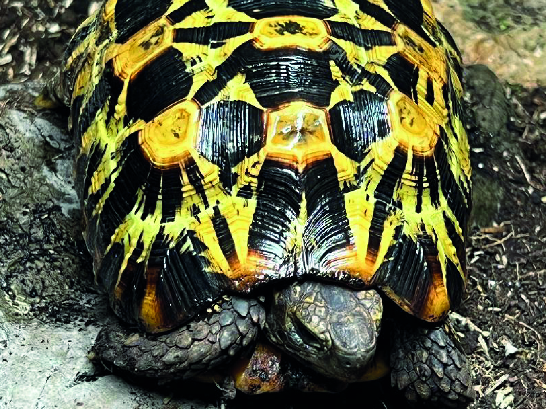 Kinixys zombensis </br>domerguei